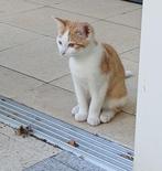 Kitten Europeese korthaar  poesje / 12 weken oud rood / wit, Dieren en Toebehoren, Katten en Kittens | Raskatten | Korthaar, Poes