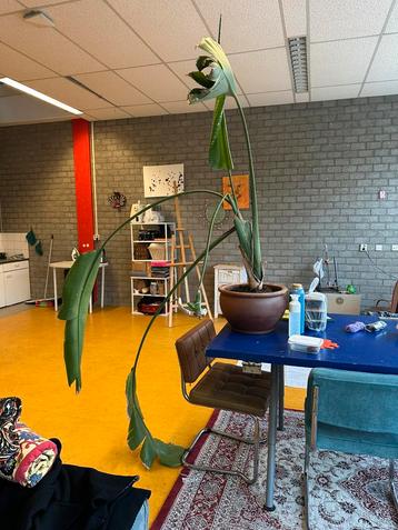 Strelitzia Nicolai gratis plant zie foto’s beschikbaar voor biedingen