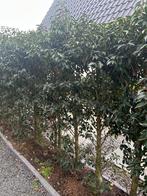 Te koop Portugese Lauriers (2 meter), Ophalen, Bloeit niet, Halfschaduw, Overige soorten