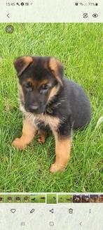 Duitse herder pups, Dieren en Toebehoren, Reu, 8 tot 15 weken, Meerdere, Herder