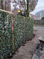 Hedera kant en klaar hagen in div maten groenblijvend, Ophalen of Verzenden, Overige soorten, Haag, 100 tot 250 cm