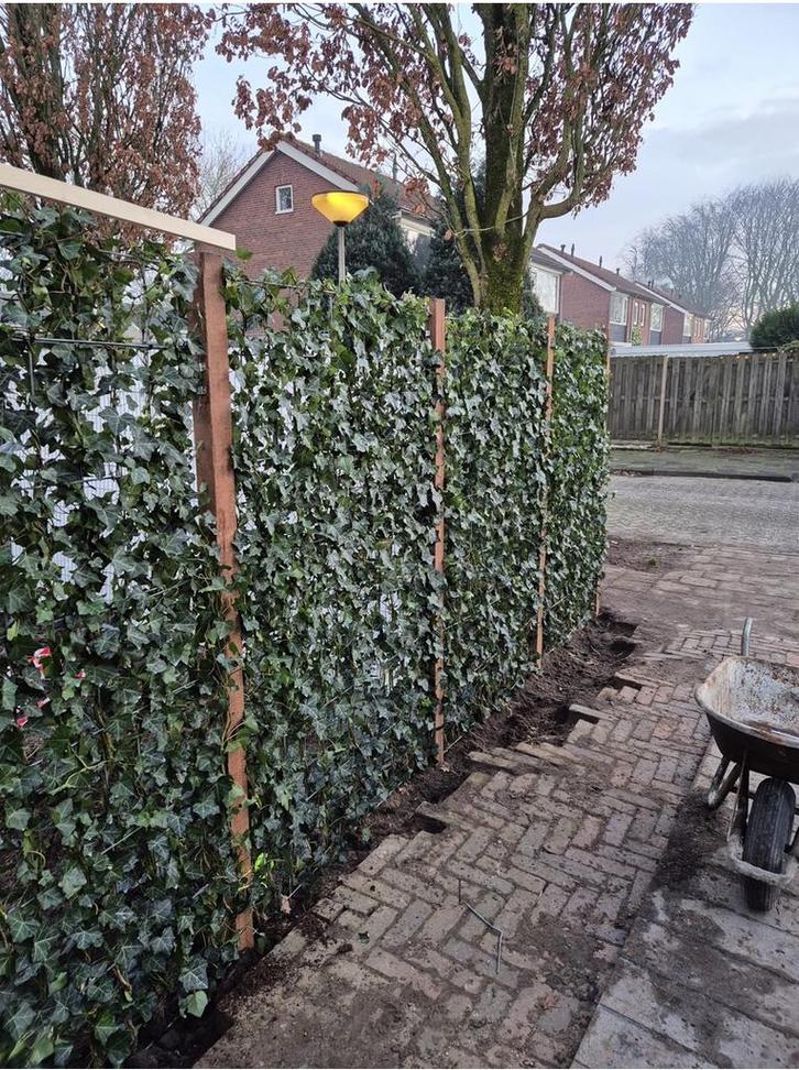 Hedera kant en klaar hagen in div maten groenblijvend, Tuin en Terras, Planten | Struiken en Hagen, Haag, Overige soorten, 100 tot 250 cm