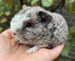 Schattig cavia beertje US teddy, Cavia, Mannelijk, Tam, Oktober