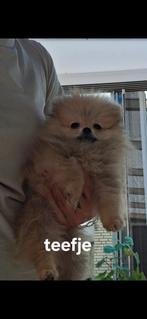 Hele mooie echte ras pomeriaan pups, Dieren en Toebehoren, Honden | Poolhonden, Keeshonden en Oertypen, Keeshond, Meerdere, Meerdere dieren