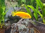 Labidochromis careaulus yellow malawi, Dieren en Toebehoren, Vissen | Aquariumvissen, Vis