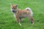 Shiba inu pups diret beschikbaar 💖💖💖, Dieren en Toebehoren, Rabiës (hondsdolheid), 15 weken tot 1 jaar, Overige rassen, Buitenland