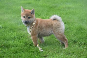Shiba inu pups diret beschikbaar beschikbaar voor biedingen
