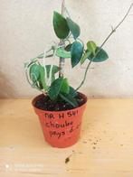 Hoya chouke potmaat 8.5 nummer H541, Ophalen of Verzenden, Halfschaduw, Minder dan 100 cm