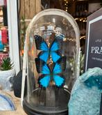 Blauwe vlinders in stolp, Huis en Inrichting, Ophalen of Verzenden, Zo goed als nieuw