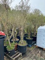 Olijfbomen - B-kwaliteit - dikke stammen, In pot, Olijfboom, Volle zon, 250 tot 400 cm