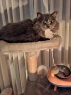 Prachtige Maicoon ex kater lief enaanhankelijk, Dieren en Toebehoren, Kater, Gechipt, 3 tot 5 jaar