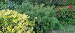 Grote roze spirea. Moet weg dus bijna gratis.., Tuin en Terras, Planten | Tuinplanten, Volle zon, Vaste plant, Zomer, Ophalen