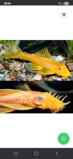 Ancistrus lemon orange bleu eyes, Vis