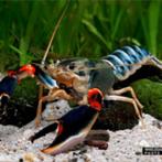 cherax peacock, Dieren en Toebehoren, Kreeft, Krab of Garnaal, Zoetwatervis