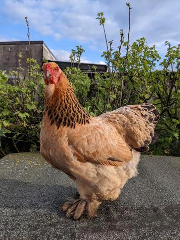 Brahma kriel hennetjes  beschikbaar voor biedingen