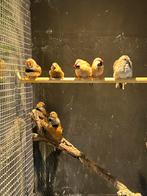 Tropische vogels, Dieren en Toebehoren, Vogels | Overige Vogels, Meerdere dieren, Tropenvogel