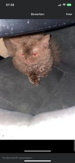 Selkirk rex, Dieren en Toebehoren, Kater, Ontwormd, 0 tot 2 jaar