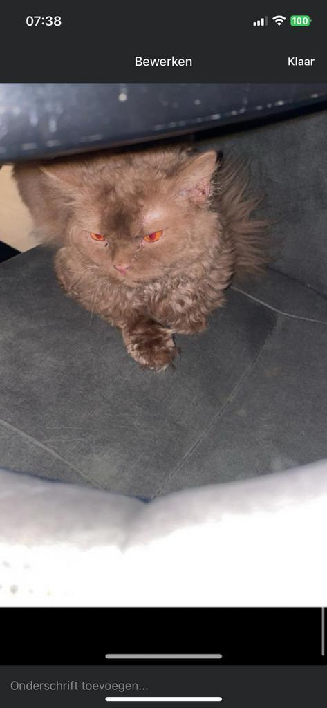 Selkirk rex, Dieren en Toebehoren, Katten en Kittens | Raskatten | Langhaar, Kater, 0 tot 2 jaar, Ontwormd