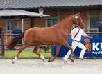 Interessante fokmerrie drachtig van Mattias!, Dieren en Toebehoren, Paarden, Merrie, Springpaard, Gechipt, M