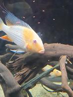Acarichthys heckelii albino koppel, Dieren en Toebehoren, Vissen | Aquariumvissen, Vis