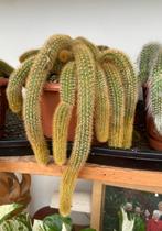 1 Golden rat tail hang cactus, Ophalen of Verzenden, Cactus, Volle zon, Minder dan 100 cm