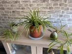 Grote Graslelie (Spider Plant) – luchtzuiverend & makkelijk!, Ophalen, Overige soorten, Halfschaduw, In pot
