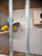 Koppels gouldamadine 2025, Dieren en Toebehoren, Meerdere dieren