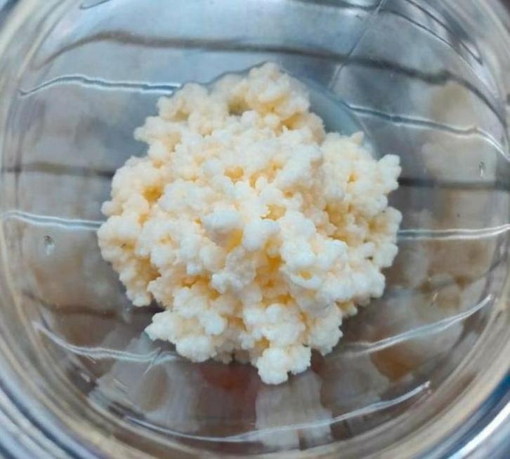 Actieve biologische melkkefir, probiotica kefir fermenteren, Diversen, Levensmiddelen, Ophalen of Verzenden