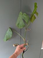 Stekken van Monstera (gatenplant), Huis en Inrichting, Kamerplanten, Ophalen, Overige soorten, Minder dan 100 cm