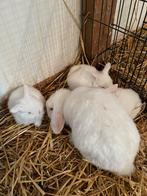 Jonge Hangoor Dwergkonijntjes, Geslacht onbekend, Overige soorten