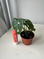 Monstera monkey mask, Huis en Inrichting, Kamerplanten, Groene kamerplant, Ophalen, Overige soorten, Minder dan 100 cm