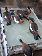 Australische casarca.s  gezocht  alles aanbieden. Geringd, Meerdere dieren, Gans of Zwaan