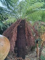 3 boomvarens  ( dicksonia antartica ), Tuin en Terras, Planten | Tuinplanten, Ophalen, Zomer, Varens, Halfschaduw