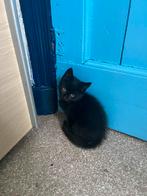 zwart poesje 100€, Dieren en Toebehoren, Katten en Kittens | Overige Katten, Poes, Kortharig, 0 tot 2 jaar
