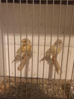 Agaat Kanarie te koop, Dieren en Toebehoren, Mannelijk, Kleurkanarie