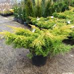 Juniperus, Tuin en Terras, Minder dan 100 cm, Struik, Conifeer, Ophalen