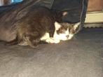 5 kittens te koop, Meerdere dieren