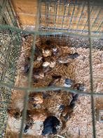 Ukkelse Baardkriel, Dieren en Toebehoren, Pluimvee, Meerdere dieren