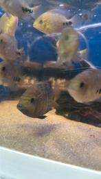 Vieja synspilus  blue spotted, Vis