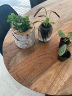 Kamer planten, Huis en Inrichting, Kamerplanten, Ophalen of Verzenden, Halfschaduw, Minder dan 100 cm