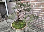 Picea Bonsai in Training - 20 Jaar Oud, Volle zon, Vaste plant, Bloeit niet, Ophalen