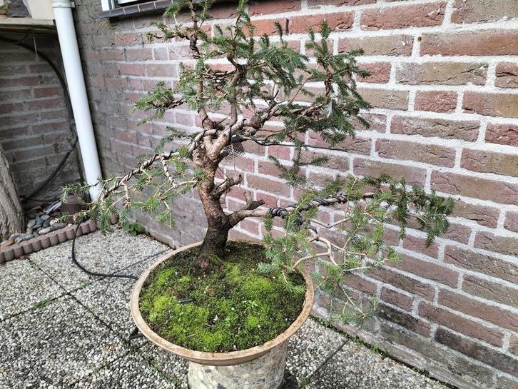 Picea Bonsai in Training - 20 Jaar Oud, Tuin en Terras, Planten | Tuinplanten, Vaste plant, Overige soorten, Volle zon, Bloeit niet
