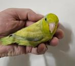 Forpus jong, Dieren en Toebehoren, Vogels | Parkieten en Papegaaien, Mannelijk, Dwergpapegaai of Agapornis, Geringd