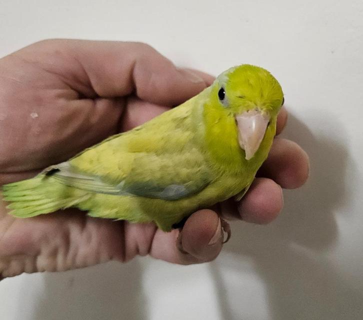 Forpus jong, Dieren en Toebehoren, Vogels | Parkieten en Papegaaien, Dwergpapegaai of Agapornis, Mannelijk, Tam, Geringd