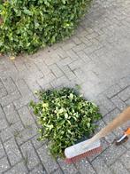 TUINMAN GEZOCHT️, Ophalen of Verzenden, Zo goed als nieuw