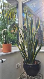 Verschillende sansevieria's - vrouwentong of slangenplant, Huis en Inrichting, Ophalen, Overige soorten, Minder dan 100 cm