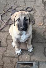 Kangal reutje te koop, 8 tot 15 weken, Meerdere, Meerdere dieren, Nederland