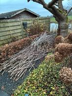 Gratis afhalen - wilgentakken catalpa takken, Ophalen, Bloeit niet, Volle zon, Overige soorten