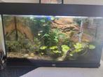 Juwel aquarium 145l inclusief filter, verwarming en licht, Dieren en Toebehoren, Ophalen, Zo goed als nieuw, Leeg aquarium