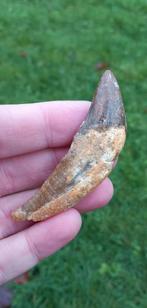 Top Basilosaurus tand fossiel uit Dakhla dinosaurus fossiel, Ophalen of Verzenden, Fossiel